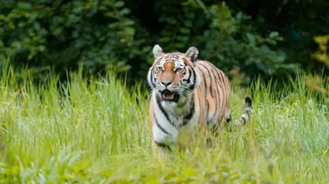 Knowsley Safari Yuki the Amur tiger walks through the long grass with her jaws wide open. Her large teeth are visible.