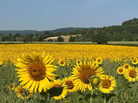 BBC Weather Watchers/Lindasuperduper A swathe of yellow sunflowers in a field under a grey sky.