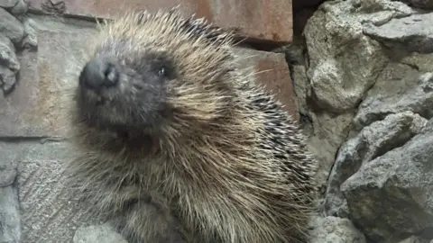 Bex Pontin/JSPCA Animals' Shelter A hedgehog with a black nose and spines on its back is perched on a large stone against a red brick wall.