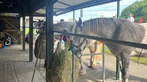 A white horse is eating out of a haystack with two other horses lined up next to it, next to a small barn.