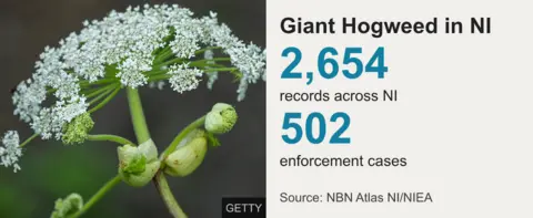 A graphic which shows that there are 2,654 records across NI of giant hogweed and 502 enforcement cases. 