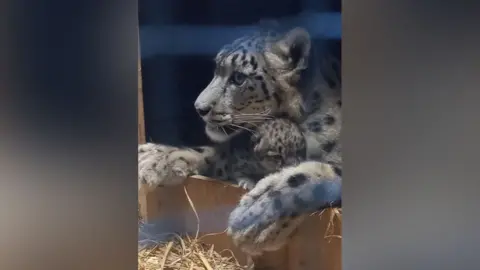 Welsh Mountain Zoo Snow leopard cub with mother