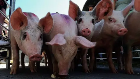 Four pigs side by side sniffing and walking down Cue's Lane in Bishopstone