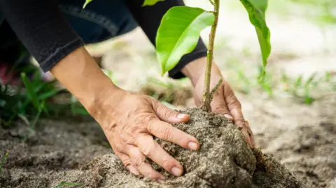 A pair of hands in the soil with a small green plant between them