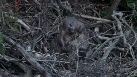 Gary Jacobs A beaver sits surrounded by sticks having a scratch using one of its big rear paws