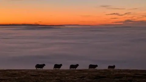 BBC Weather Watchers/Keggy7 Cloud can be seen stretching across the horizon with four sheep walking from left to right in the foreground. The sun is setting in the distance, turning the sky  orange and red.