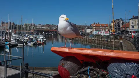 A seagull sits on a skip lid in Scarborough. Behind the gull are harbouring boats.