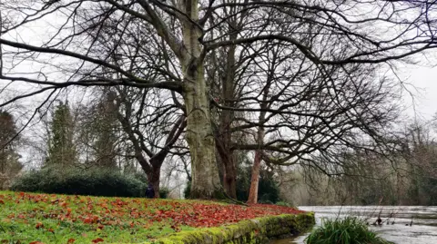 Bare trees on the river bank, their brown leaves scattered across the grass below. The edge of the bank - possibly made of bricks - is green and mossy.