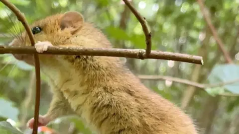 A nutty brown dormice exploring the branch of a tree