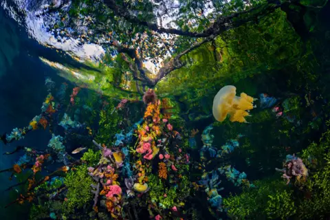 Purwanto Nugroho Plants and marine life under the water in a mangrove forest in Indonesia