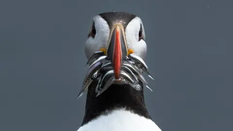 Sam Park Isle of May puffin