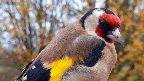 A closeup of a small bird with a red face and navy and yellow wing patches.