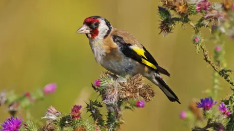 Getty Images The goldfinch is sitting among thistles. The bird has red, white and black markings on its head, and brown, black and yellow on its body.