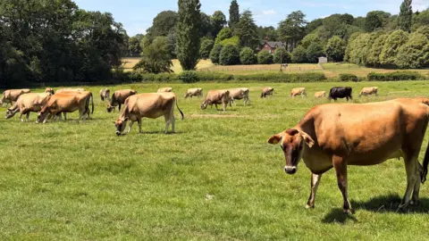 A herd of brown Jersey cows in a field grazing. There are trees and further fields in the distance