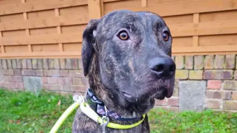 Caroline Park Demon is a large dog with black and brown fur. He has a neon green lead around his neck. He looks wide eyed. There is a wooden fence in the background.