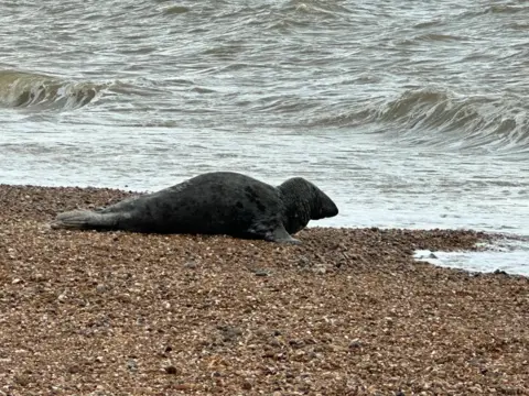 Susie Brown A seal returning to the sea on Brighton Beach