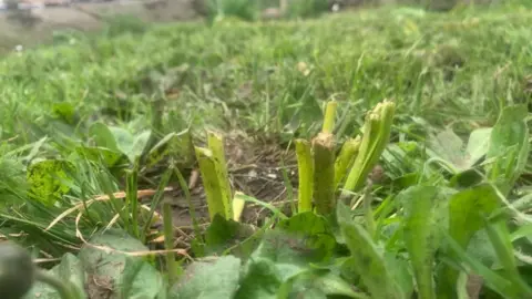 Friends of St George Park Shoots from a bulb coming out of the soil that have been snapped