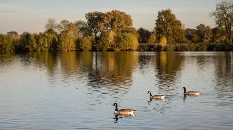 Getty Images Geese swimming on a lake in Dinton Pastures Country Park in Berkshire on a pleasant day.