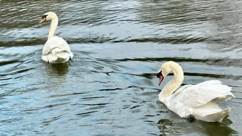 Two swans swim across a pond.