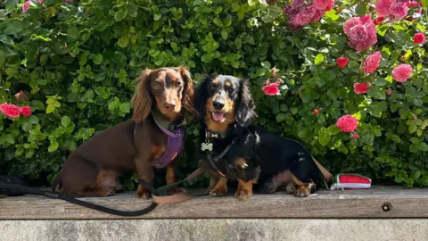 Amy Delicata A pair of long-haired sausage dogs sat on a wall in front of some flowers