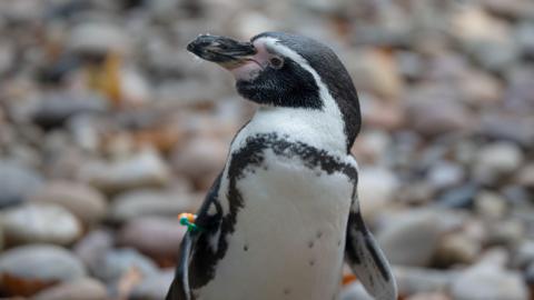 Penguin at London Zoo