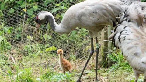 Ian Henderson The crane chick standing next to one of its parents which towers above it. The older crane has long black legs and a large white body with a white, black and red head. They are standing next to a wire fence.