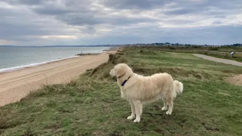 Rainbow Watcher A dog is on a grassy bank above a beach looking out over the water. There are dark grey clouds in the sky on what looks like a chilly autumnal day by the sea