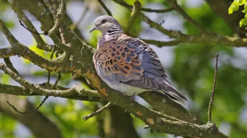 Getty Images Turtle dove