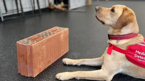 Medical Detection Dogs A large sandy-coloured dog wearing a red harness that reads Medical Detection Dogs. Chilli lays in front of a large orange brick which is used in training.