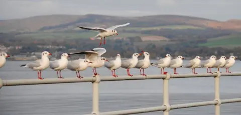 Ziad Al-Ani  Seagulls in greenock