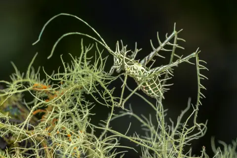 Gil Wizen A pale green lichen dragon katydid is almost completely camouflaged among delicate, branching pale green foliage. Its long, slender body and legs blend closely with the thin stems but the dark background makes the insect stand out.
