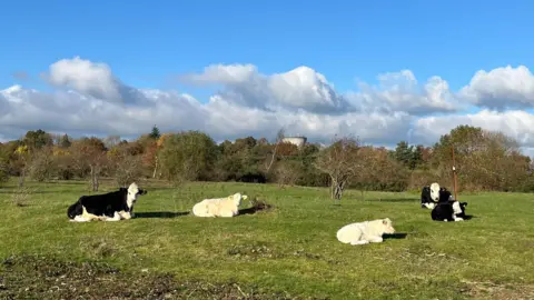 Five cows sit in a grassy field - some looking at the camera. Some are black and white and some are just white. It's a fair weather day with blue sky and light grey fluffy clouds. A tree line can be seen in the distance with a building popping up just over the top.