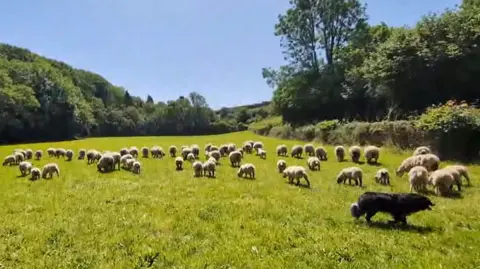 Tom Trueman A flock of sheep grazing in a field on a sunny day. A black and white collie dog is walking past the animals. Trees and hedges line the field.