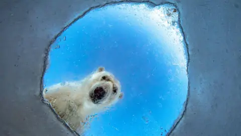 A polar bear peers down through a roughly circular opening in the white ice, its entire face visible through the hole. Its dark nose and eyes stand out against its pale fur, while the vivid blue sky beyond the opening contrasts with the darker edge of the ice.