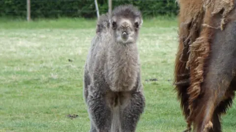 Whipsnade Zoo The pale grey fluffy camel calf is in a field looking at the camera. To the right of the photo appears to be the leg of his mother camel, with brown fluffy fur.