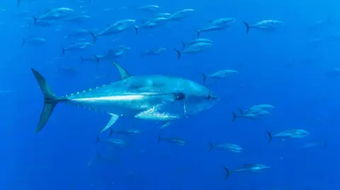 Getty Images A school of bluefin tuna swimming in a clear blue sea.
