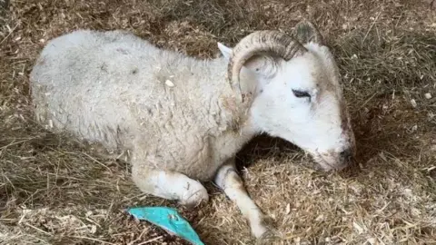 Lotus Lamb & Sheep Sanctuary A white horned sheep sitting on hay and with a cyan plastic bag next to it. 