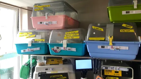 John Devine/BBC In a 2.5m (just over 8ft) square sun room at the back of a mid-terraced house sit five pink, blue and green plastic crates with clear lids with yellow labels giving the name of each hedgehog. Below them is an incubator for hoglets and to right is a microscope and small counter fridge for medication and food.