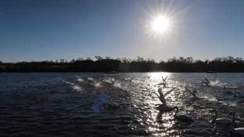 A brilliant sun in clear crisp skies shines down on a lake with a lamentation of swans either landing on the water or in the process of taking off. A line of trees are silhouetted on the horizon.