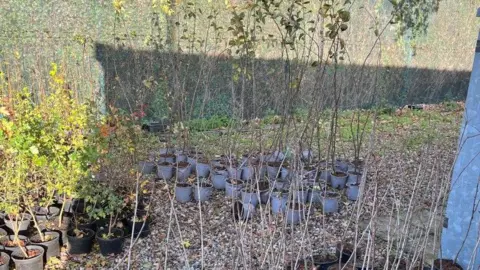 Surrey County Council A few dozen saplings in posts sit on a gravel path in pots. They are very young. 