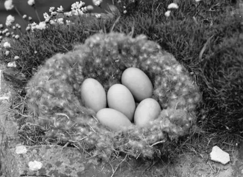 Shetland Museum & Archives An eider duck nest made with dry grass. It has 5 large eggs in it. 