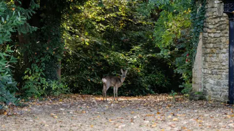 Rebecca Faith Photography Deer looking at camera in estate