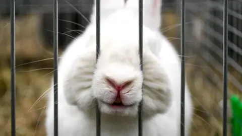 A white rabbit in a cage.