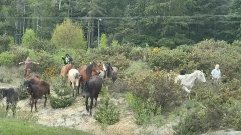 Horses in the vegetation by the side of the road being guided by people.