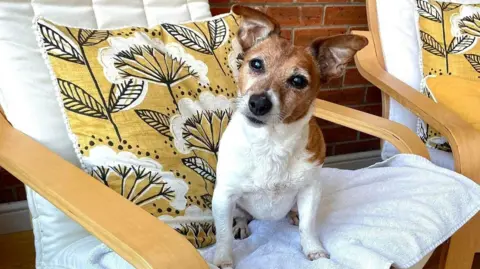 Caroline Butler Annie, a dog, looking at the camera while sitting on a white towel on a chair. She is brown and cream in colour. 