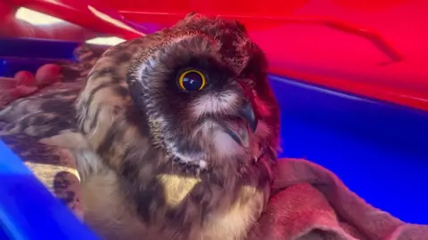A short-eared owl in a small towel 