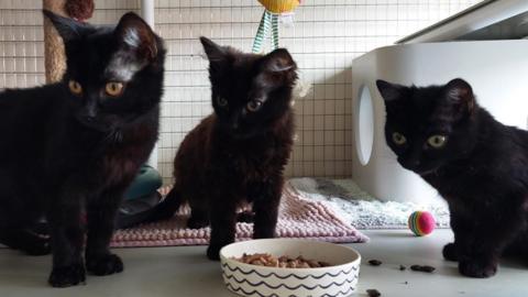 Three black kittens in front of a bowl of food