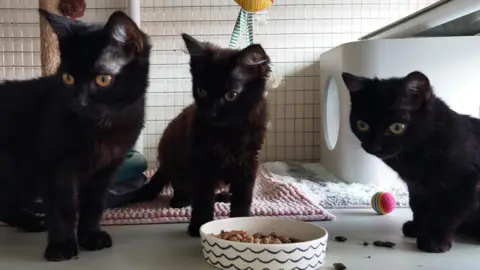 Qays Najm Three black kittens in front of a bowl of food