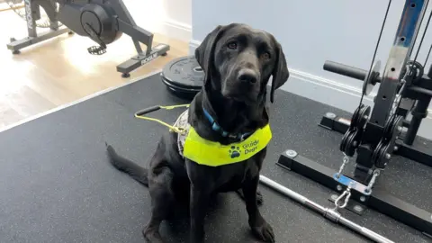 A black labrador wearing a high visibility harness which says Guide Gogs on it. She is sitting next to gym equipment.