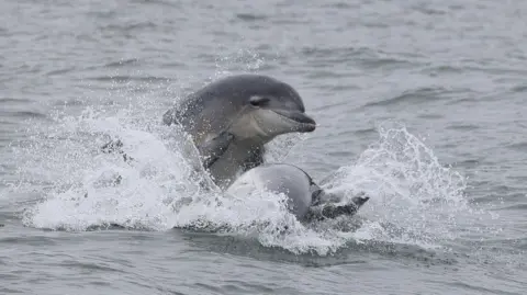 Fred Tiles Two dolphins splashing in the North Sea